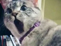娱乐吃瓜酱猫糊糊,娱乐大佬顾星时幕后操控，揭秘娱乐圈风云变幻